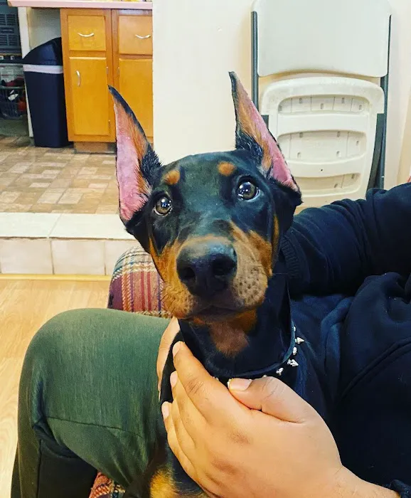 LoveNCare Animal Hospital 4