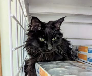 Beachland Animal Hospital