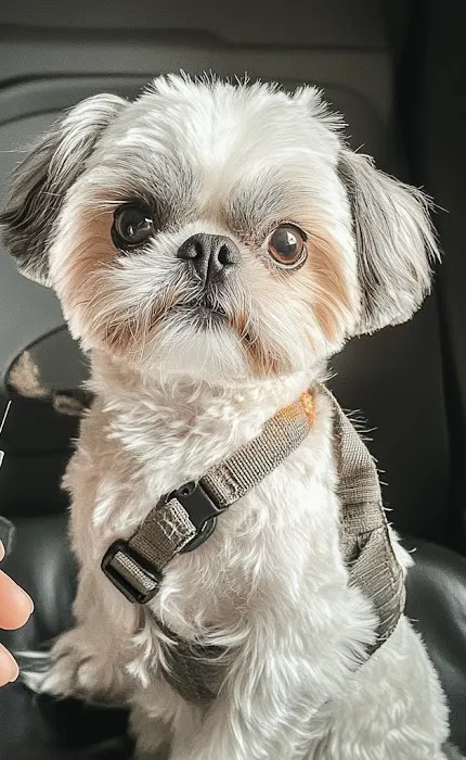 PetFix Northeast Ohio 7
