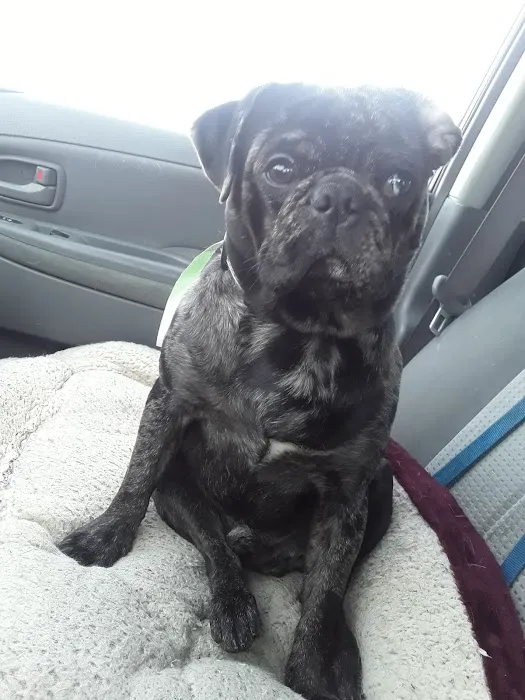 PetFix Northeast Ohio 1