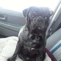 PetFix Northeast Ohio ico