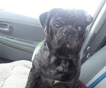 PetFix Northeast Ohio