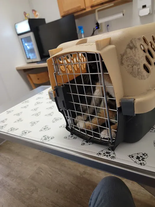 Palmya Veterinary Clinic, LLC 1