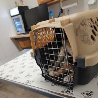 Palmya Veterinary Clinic, LLC ico