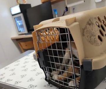 Palmya Veterinary Clinic, LLC