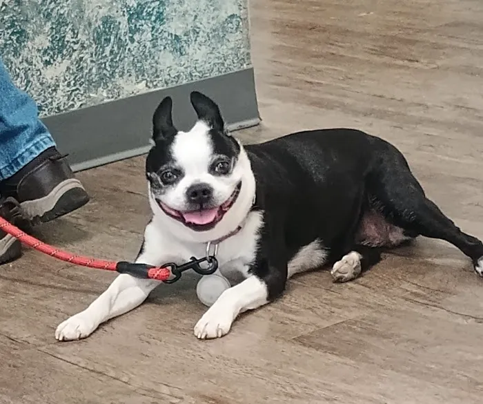 Palmya Veterinary Clinic, LLC 4