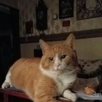 Agri-Med Veterinary Clinic Inc ico