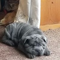 Canton Veterinary Clinc- Palmyra ico