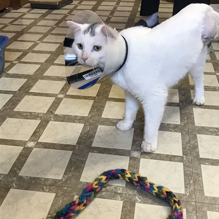 Canton Veterinary Clinc- Palmyra 4