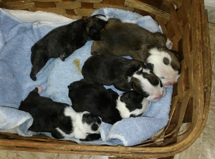 Canton Veterinary Clinc- Palmyra 9