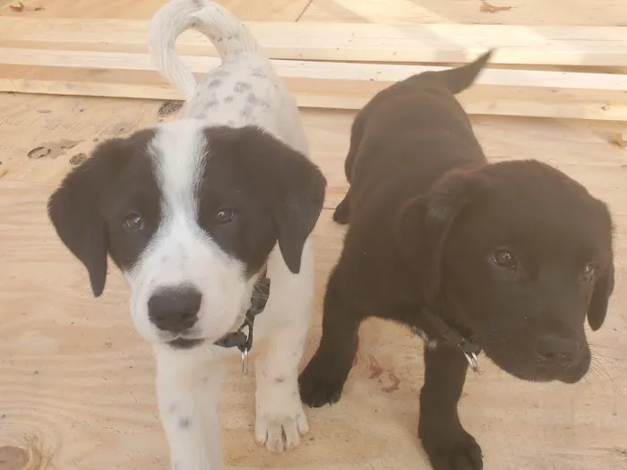 Langley Animal Clinic 4