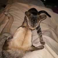 Langley Animal Clinic ico