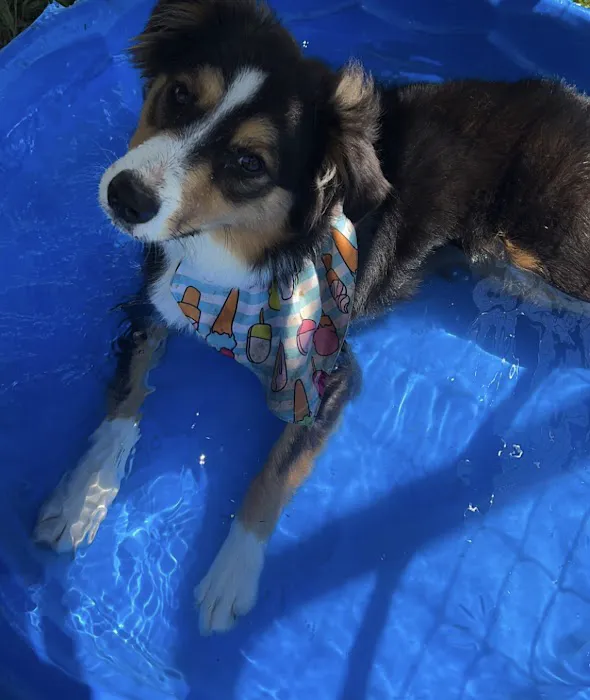 Langley Animal Clinic 5