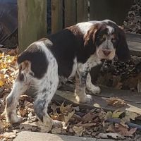 Country View Animal Clinic- Dr. Charles L Wallace DVM ico