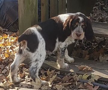 Country View Animal Clinic- Dr. Charles L Wallace DVM