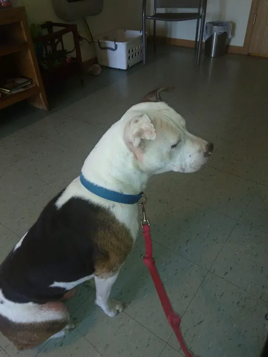Country View Animal Clinic- Dr. Charles L Wallace DVM 8