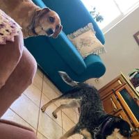 Animal Clinic of Pierce City, LLC ico