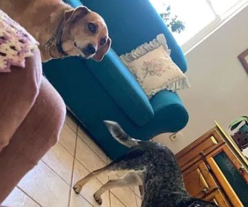 Animal Clinic of Pierce City, LLC