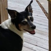 All About Pets ico