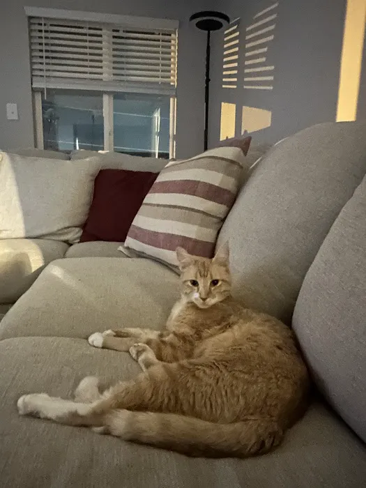 All About Pets 2