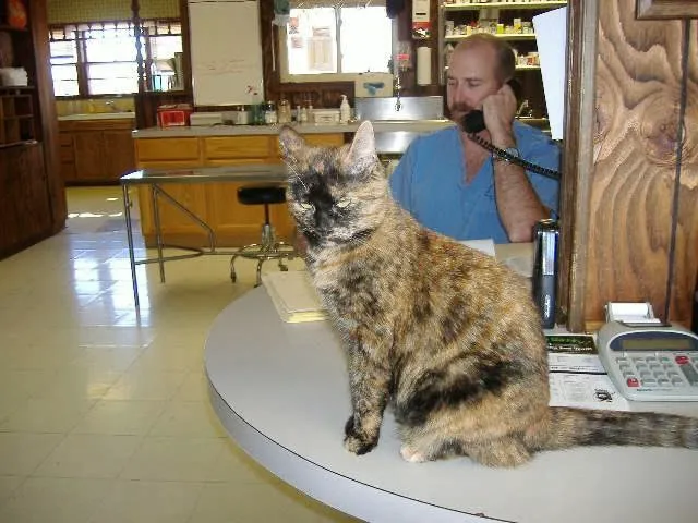 Herrin Animal Hospital 5
