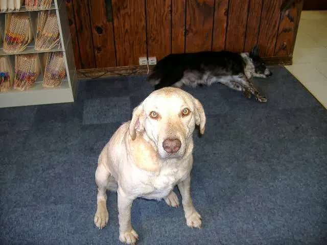 Herrin Animal Hospital 7