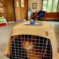 Herrin Animal Hospital ico
