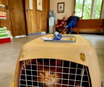 Herrin Animal Hospital