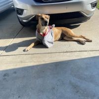 Animal Clinic of Diamond, LLC ico