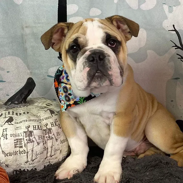 Animal Clinic of Diamond, LLC 7