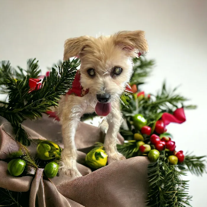 Animal Clinic of Diamond, LLC 6