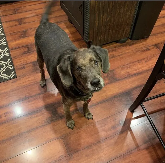 Animal Clinic of Diamond, LLC 10