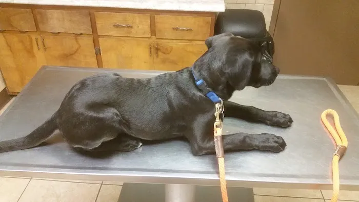 Dogwood Veterinary Hospital 9