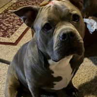 Dogwood Veterinary Hospital ico