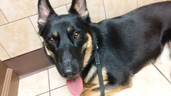 Dogwood Veterinary Hospital 5