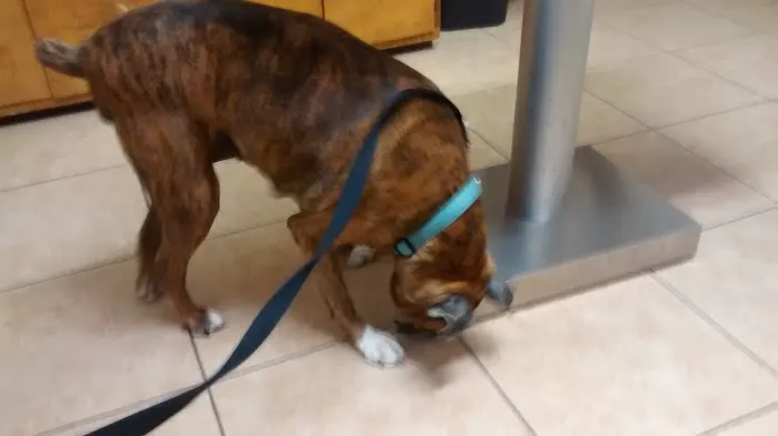 Dogwood Veterinary Hospital 8