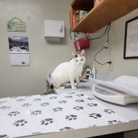 Lacroix Pet Hospital ico