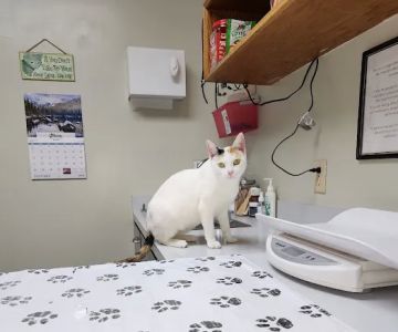 Lacroix Pet Hospital