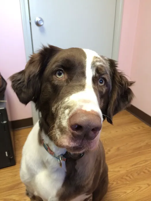 Lacroix Pet Hospital 7