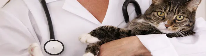 Lacroix Pet Hospital 8