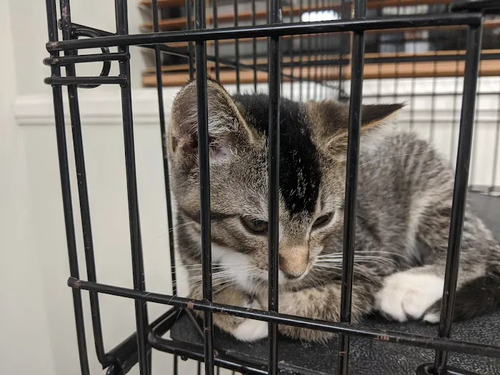Lacroix Pet Hospital 6