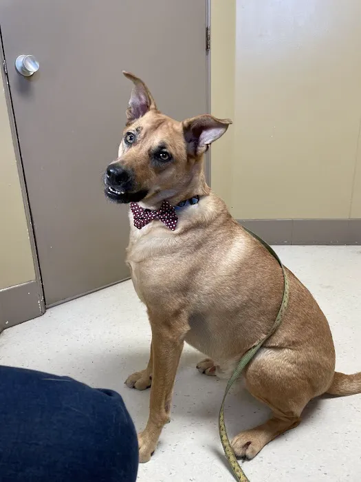 Cape Small Animal Clinic 1