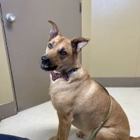 Cape Small Animal Clinic ico