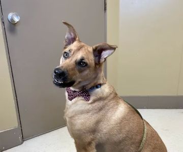 Cape Small Animal Clinic