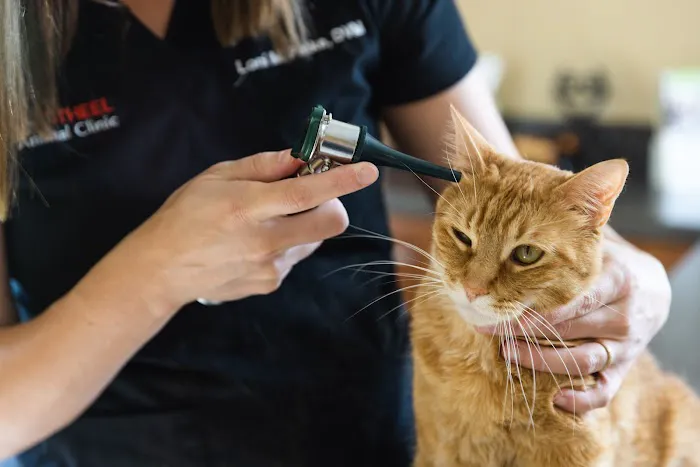 Cape Small Animal Clinic 4