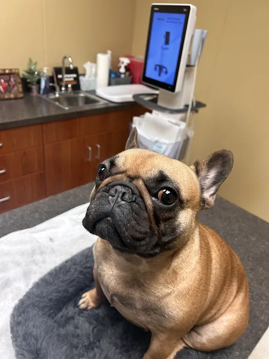 Cape Small Animal Clinic 5