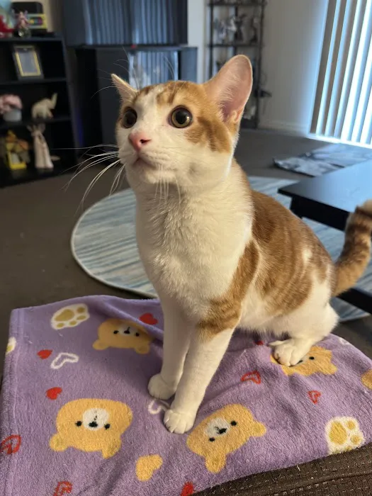 Union County Animal Clinic 4