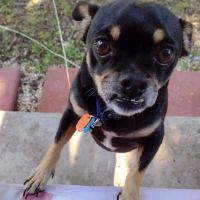 Southside Animal Hospital ico