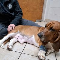Westside Veterinary Service, LLP ico