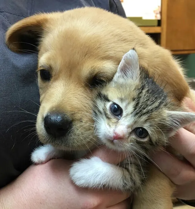 Westside Veterinary Service, LLP 10